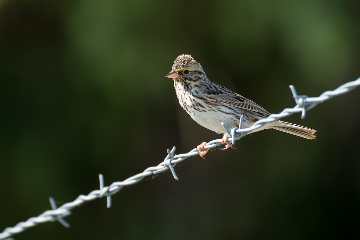 Savannah Sparrow - ML646394603