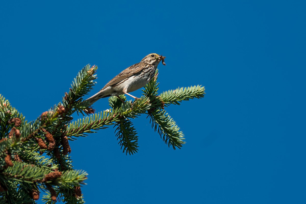 Savannah Sparrow - ML646394604