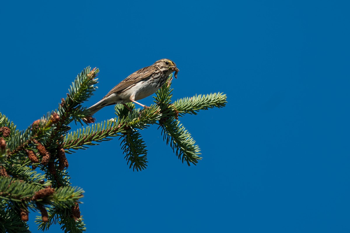 Savannah Sparrow - ML646394605
