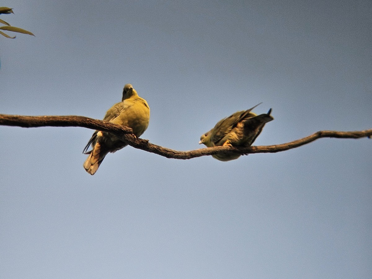 Yellow-footed Green-Pigeon - ML646394610