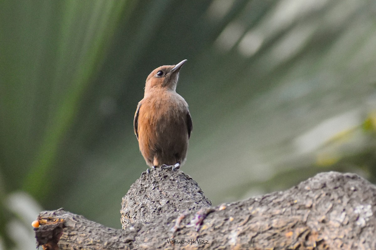 Brown Rock Chat - ML646394611