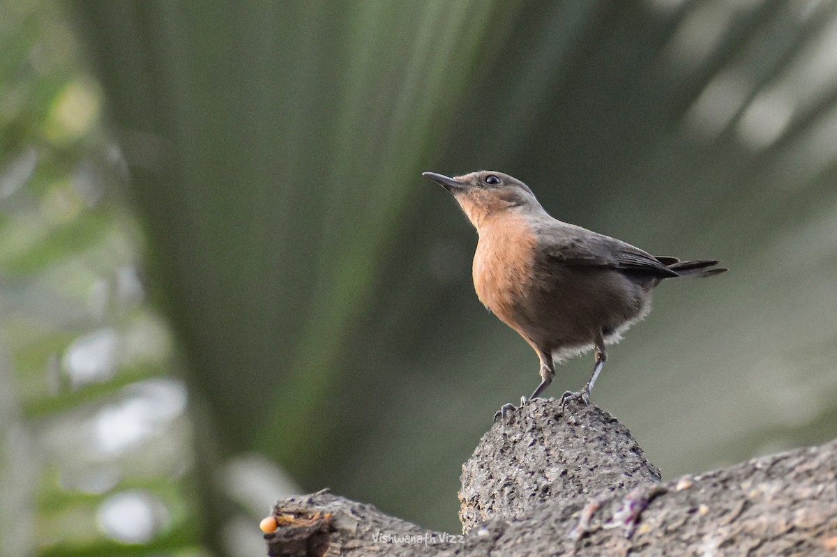 Brown Rock Chat - ML646394612