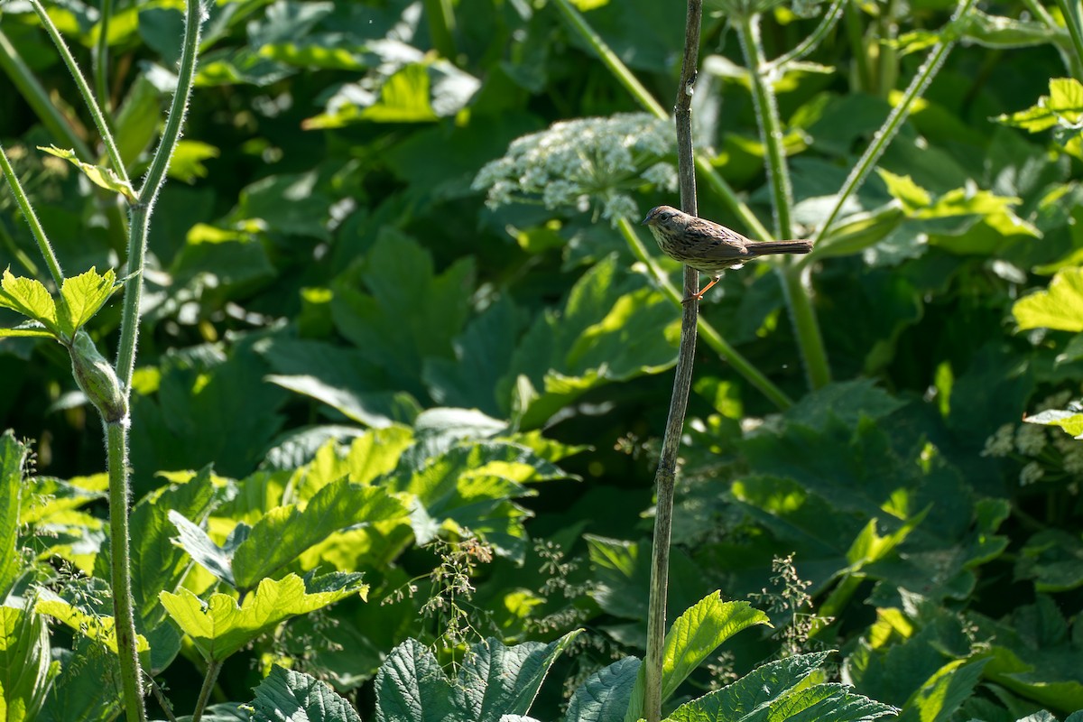 Lincoln's Sparrow - ML646394613