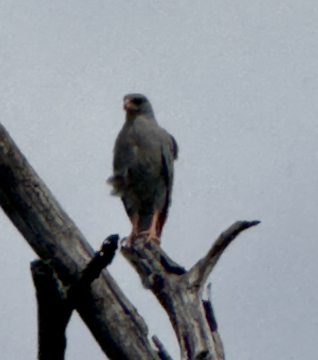 Dark Chanting-Goshawk - ML646394619