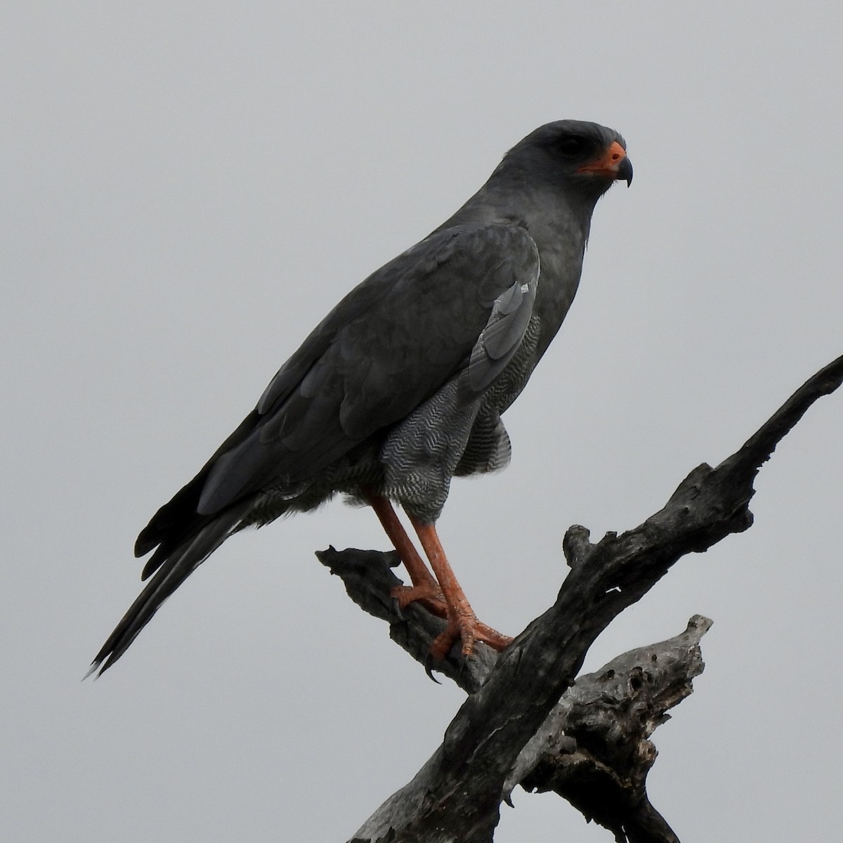 Dark Chanting-Goshawk - ML646394620