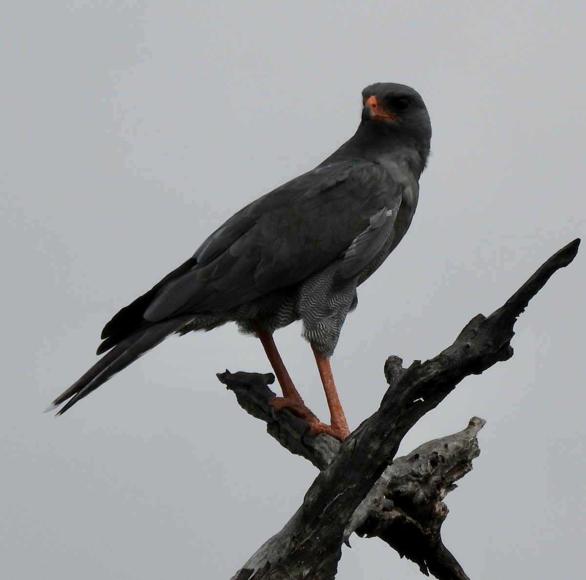 Dark Chanting-Goshawk - ML646394621