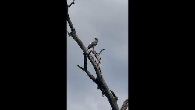 jestřáb volavý - ML646394622