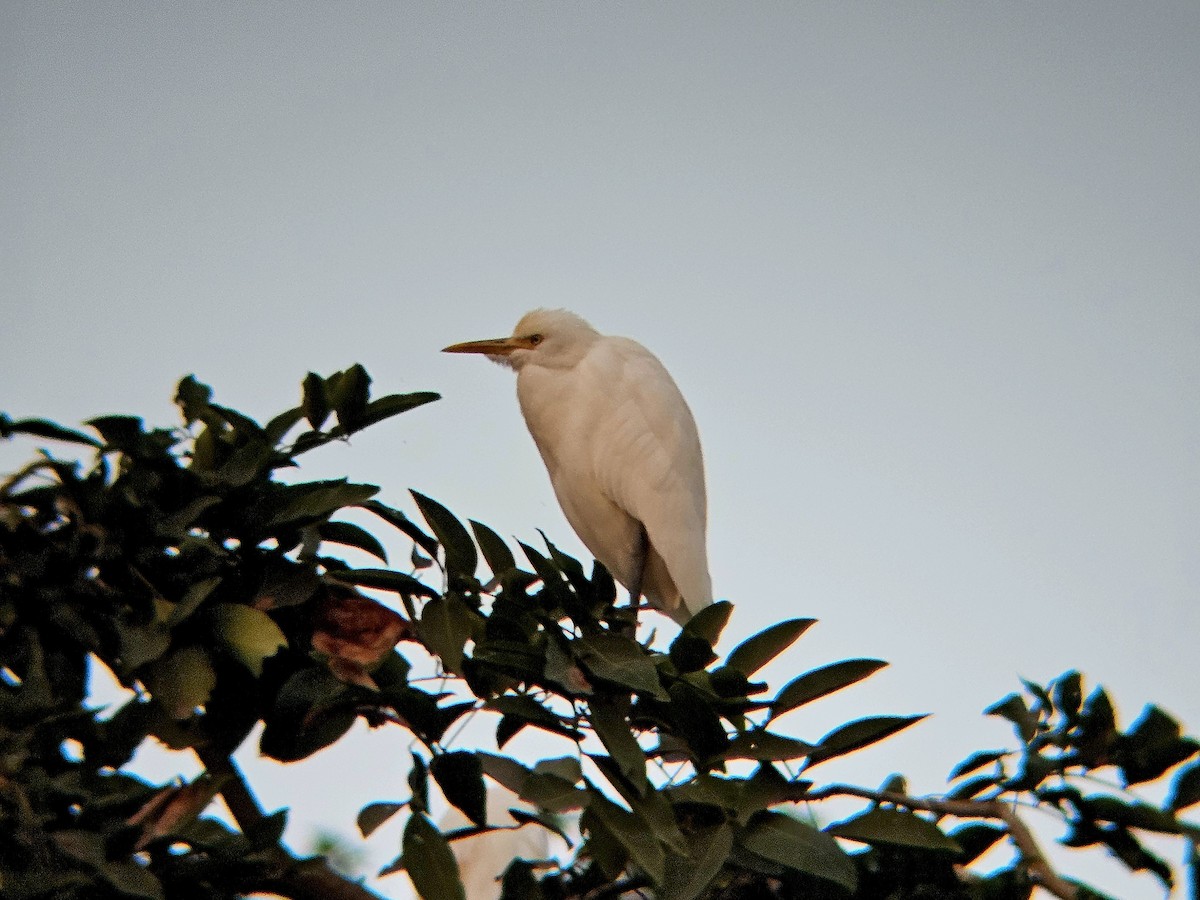 Eastern Cattle-Egret - ML646394623