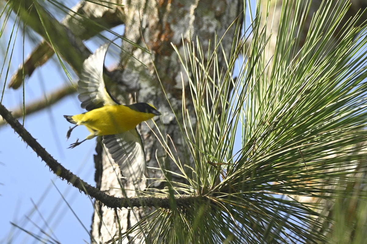 Thick-billed Euphonia - ML646394624