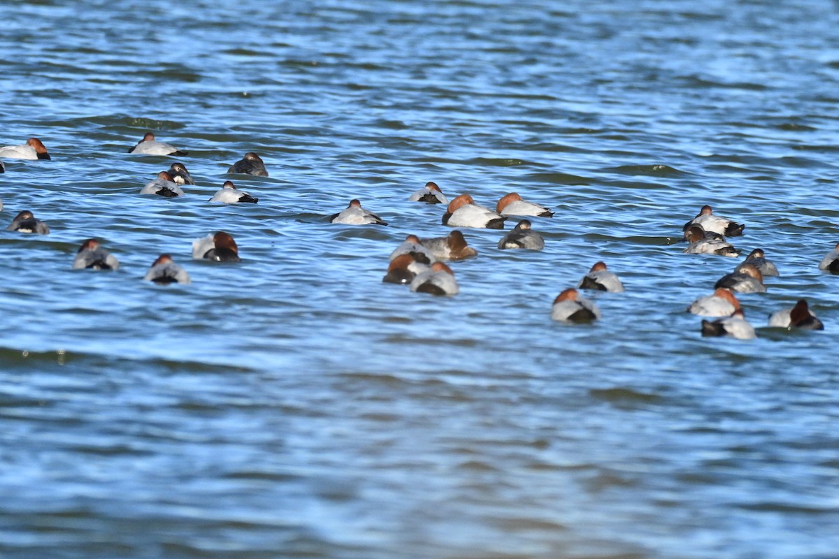 Common Pochard - ML646394625
