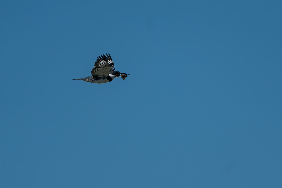 Belted Kingfisher - ML646394627