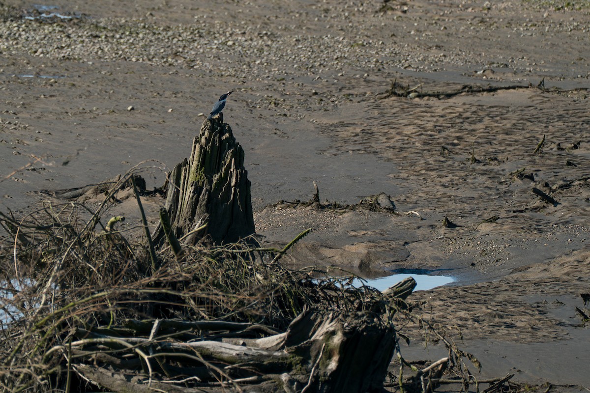 Belted Kingfisher - ML646394629