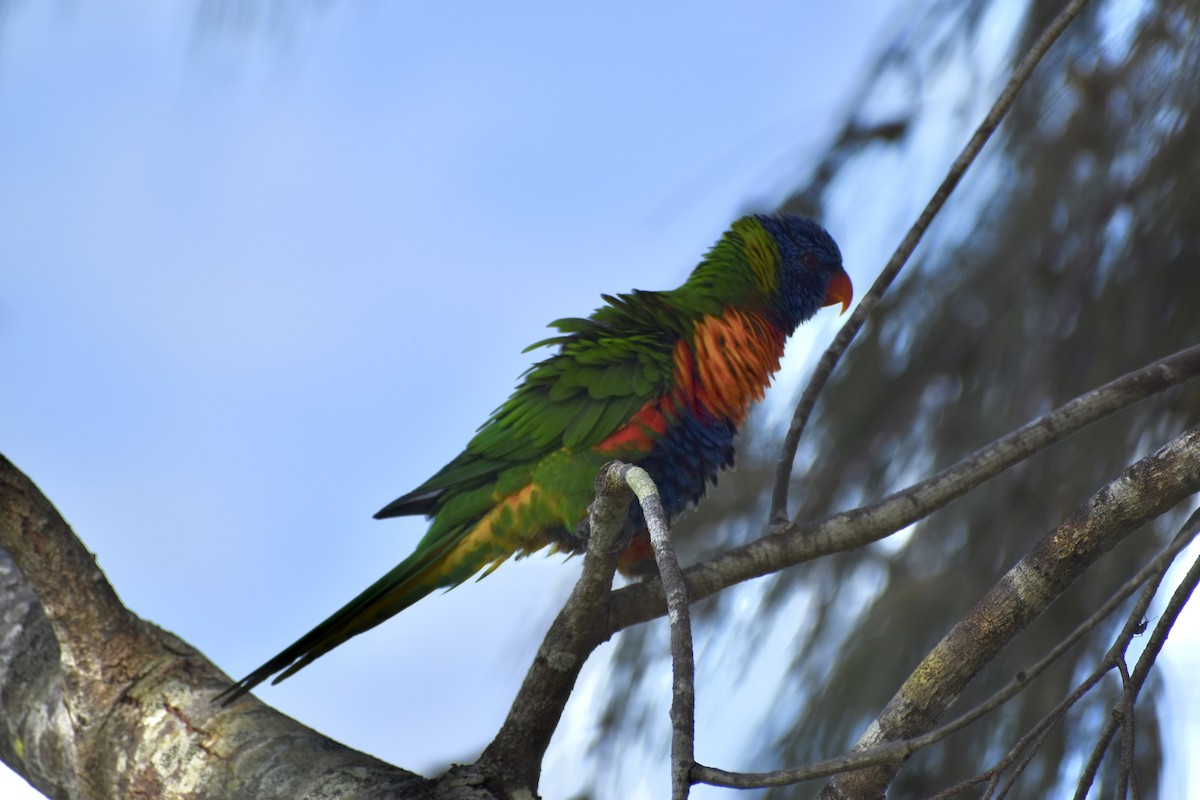 Rainbow Lorikeet - ML646394630