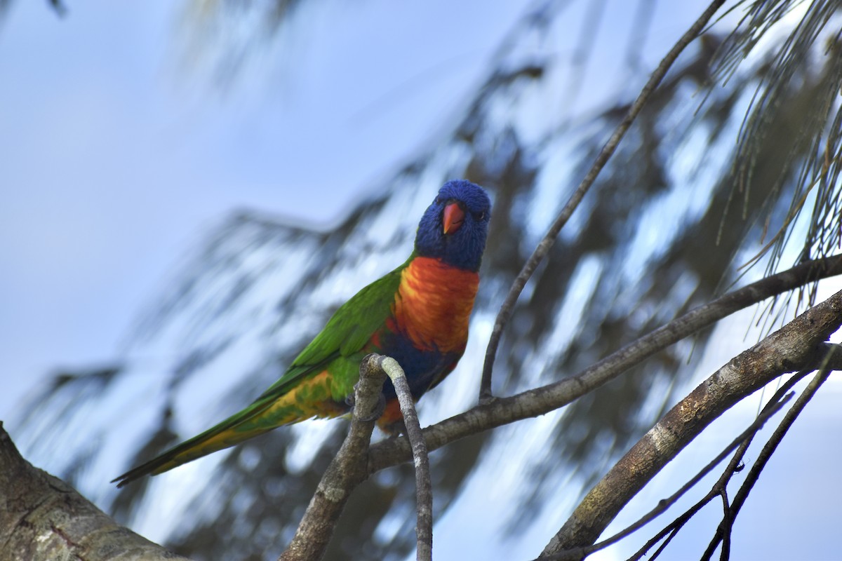 Rainbow Lorikeet - ML646394631