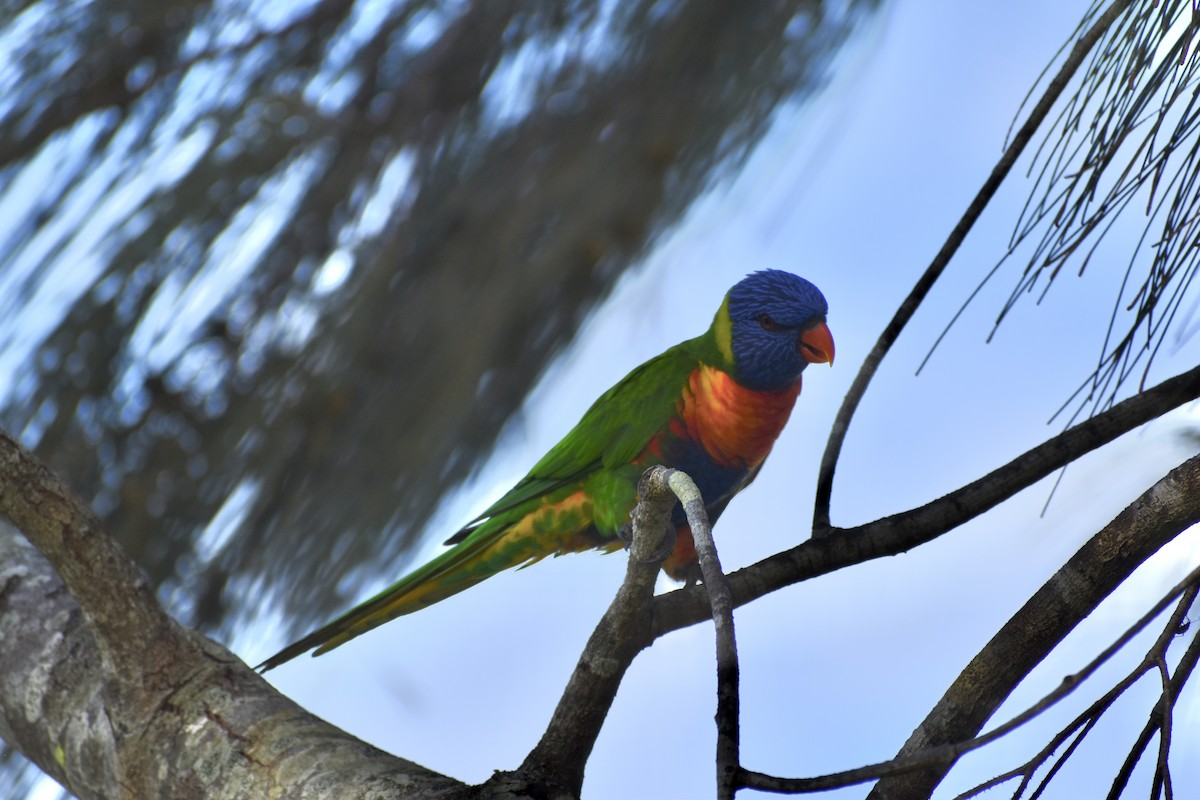 Rainbow Lorikeet - ML646394632