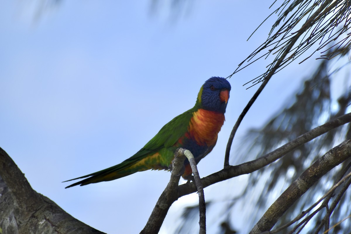 Rainbow Lorikeet - ML646394633