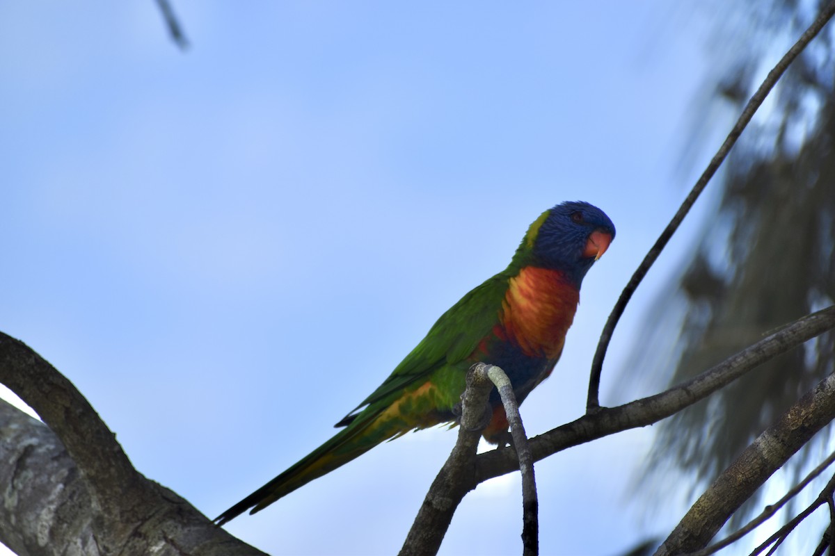 Rainbow Lorikeet - ML646394634