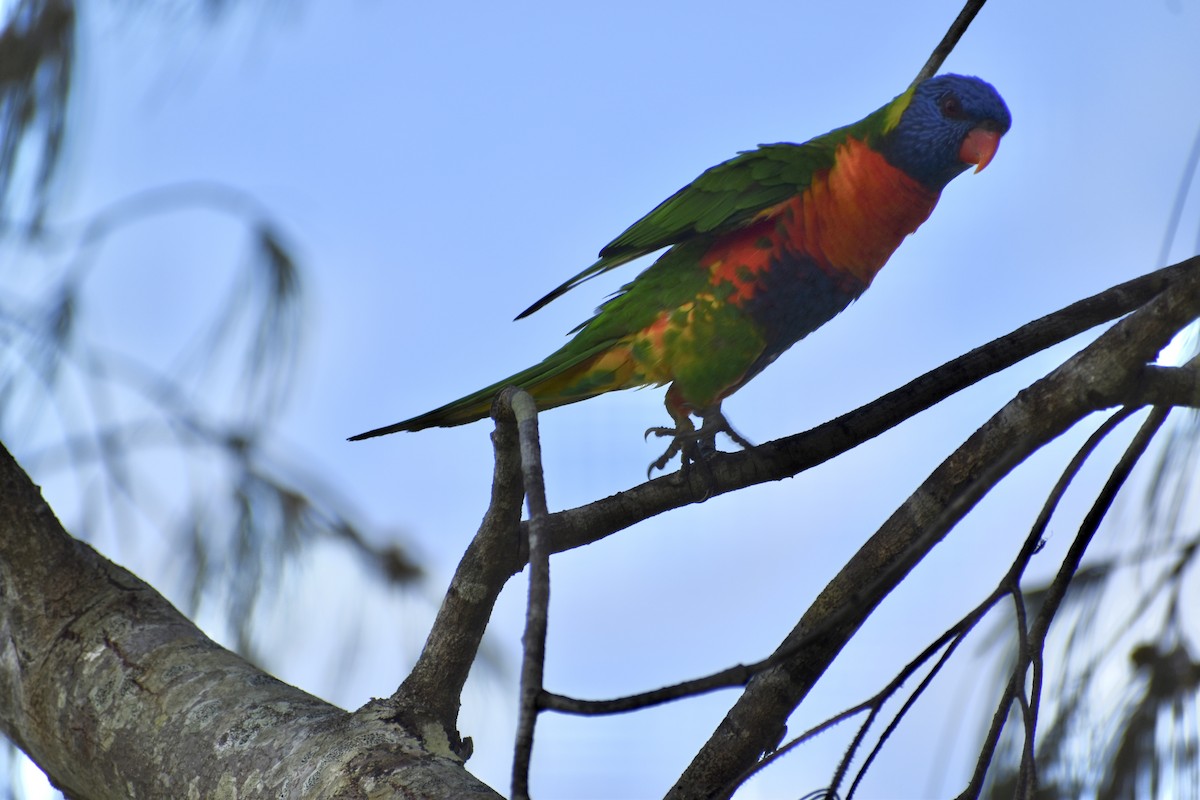 Rainbow Lorikeet - ML646394635