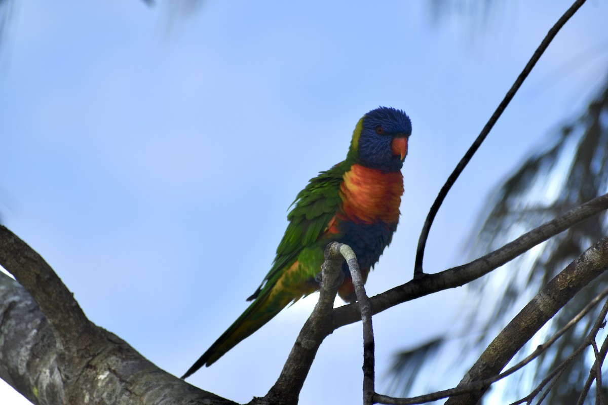 Rainbow Lorikeet - ML646394636
