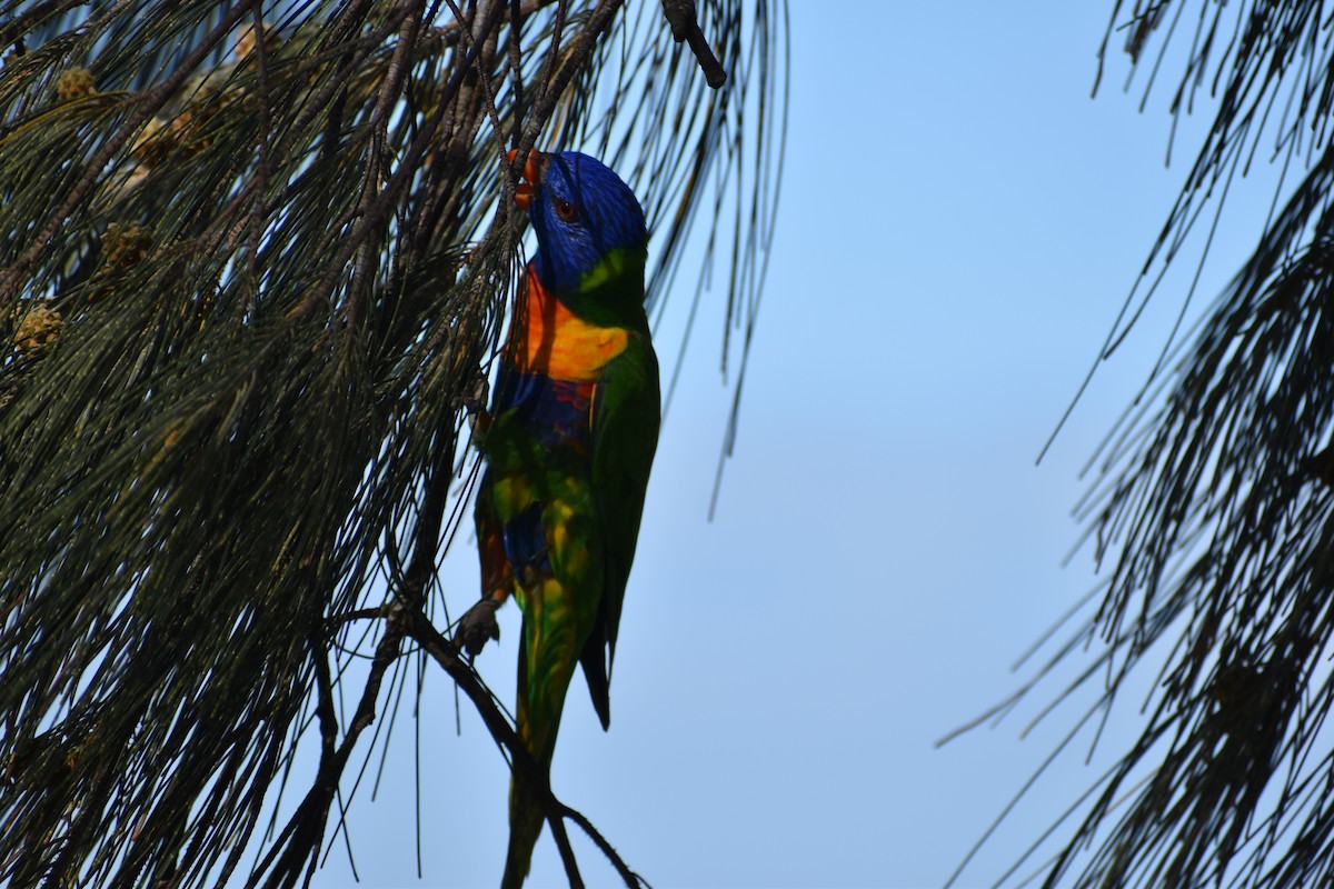 Rainbow Lorikeet - ML646394637