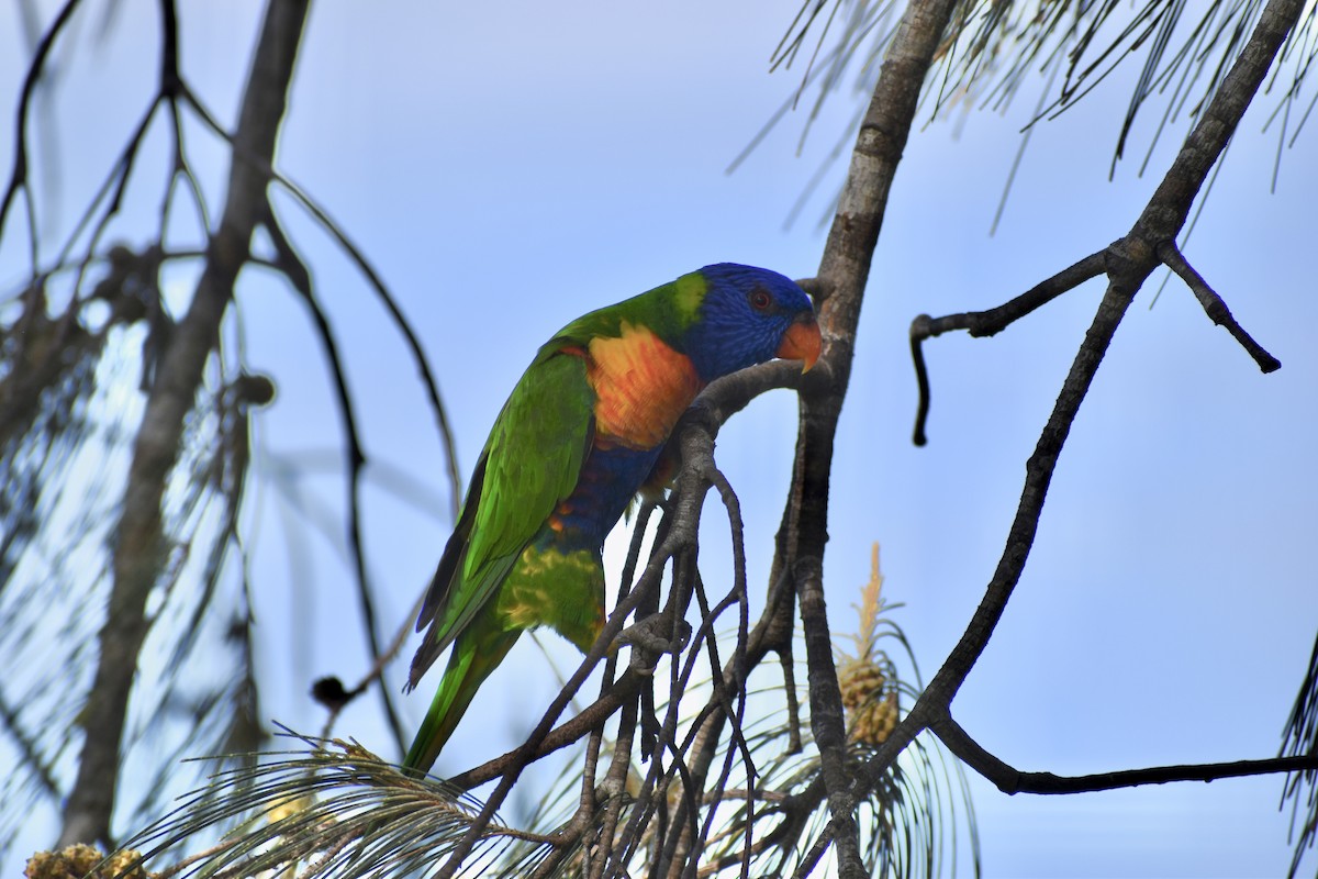 Rainbow Lorikeet - ML646394638