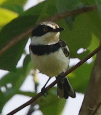 Pale Batis - ML646394639