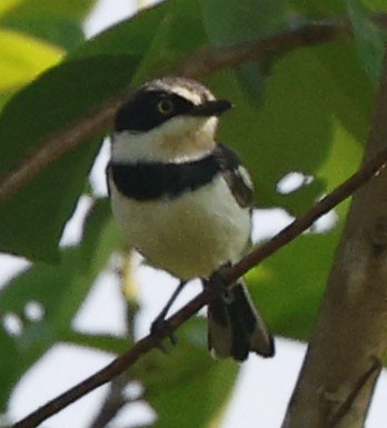 Pale Batis - ML646394640