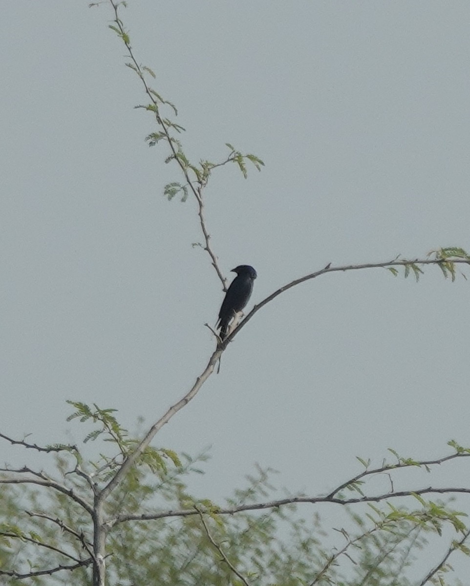 Black Drongo - ML646394642