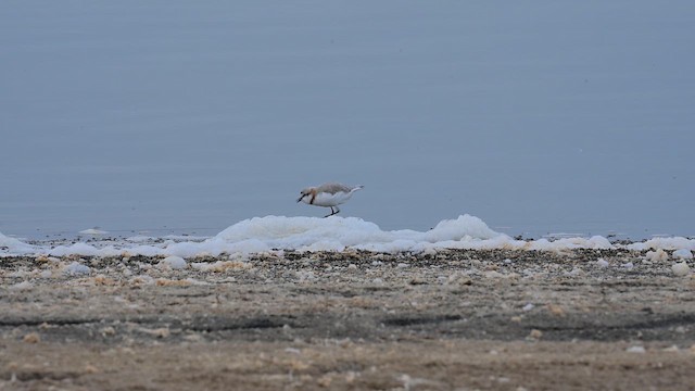 Пісочник блідий - ML646394643