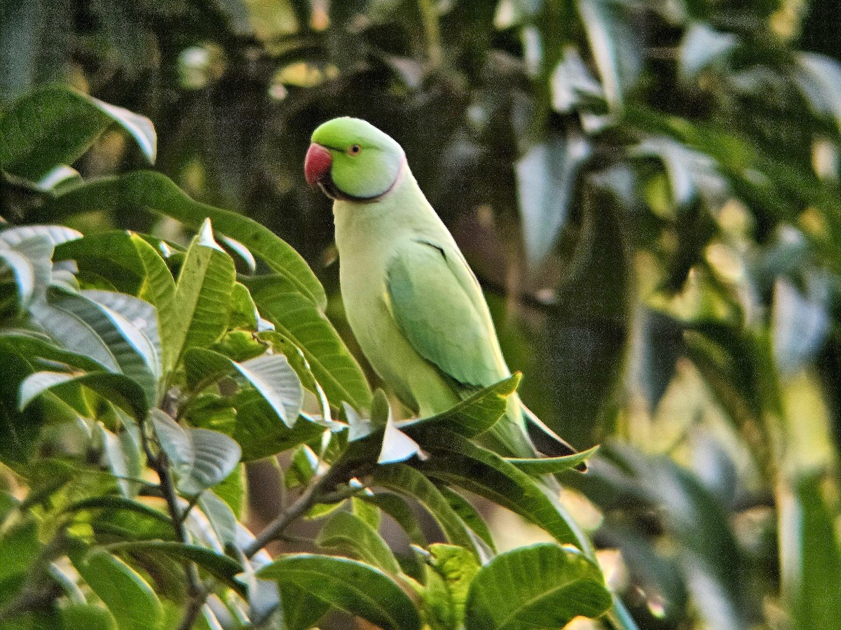 Rose-ringed Parakeet - ML646394644