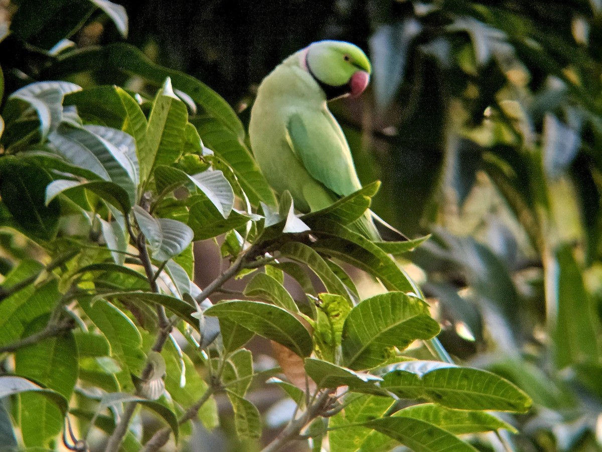Rose-ringed Parakeet - ML646394645
