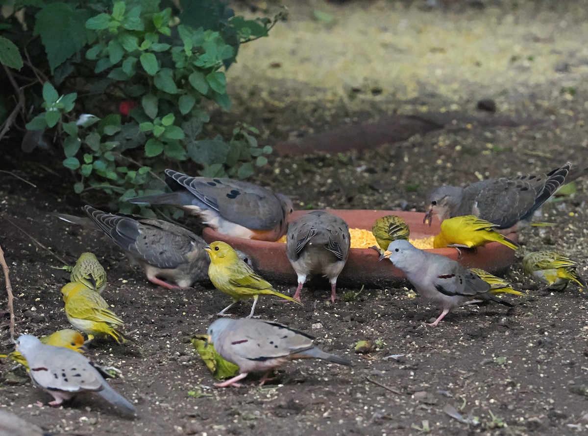 Saffron Finch - ML646394646