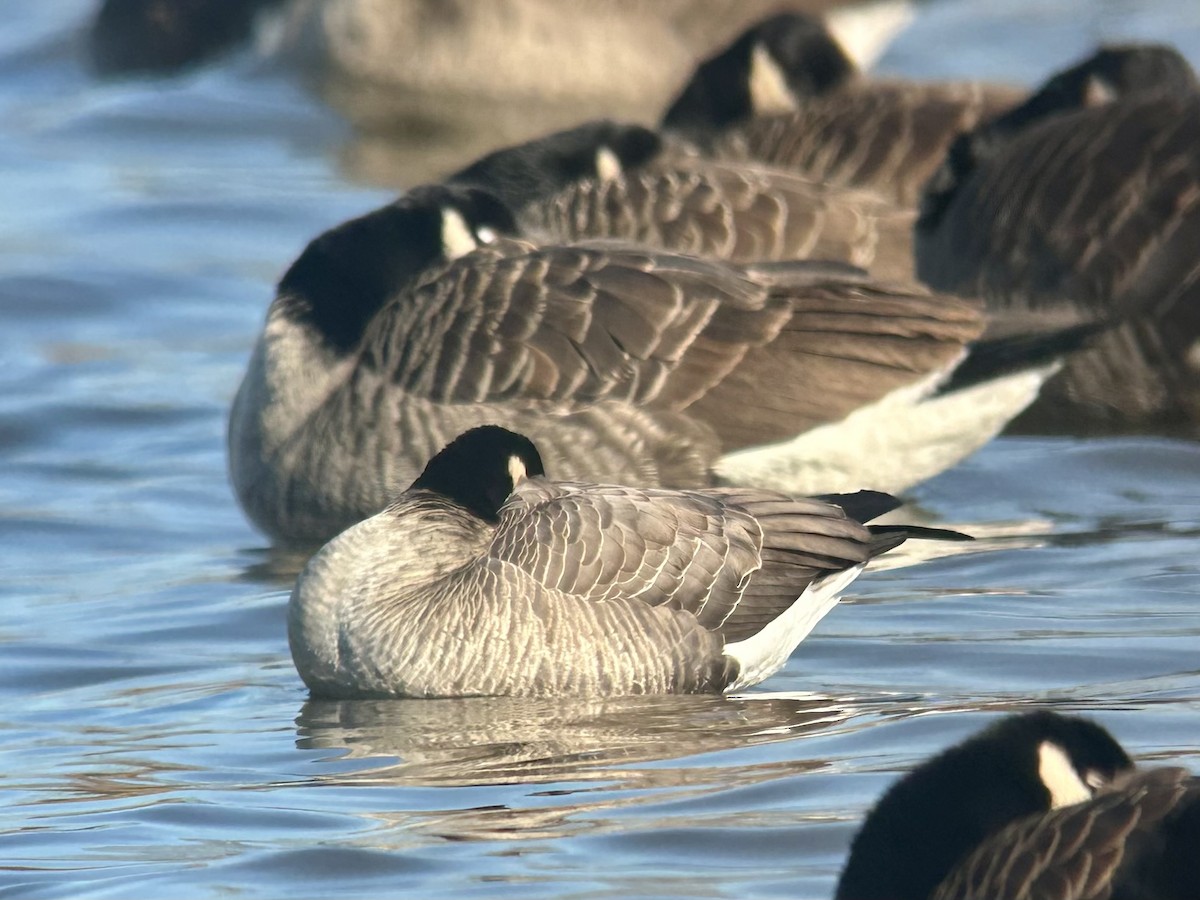 Cackling Goose (Richardson's) - ML646394647