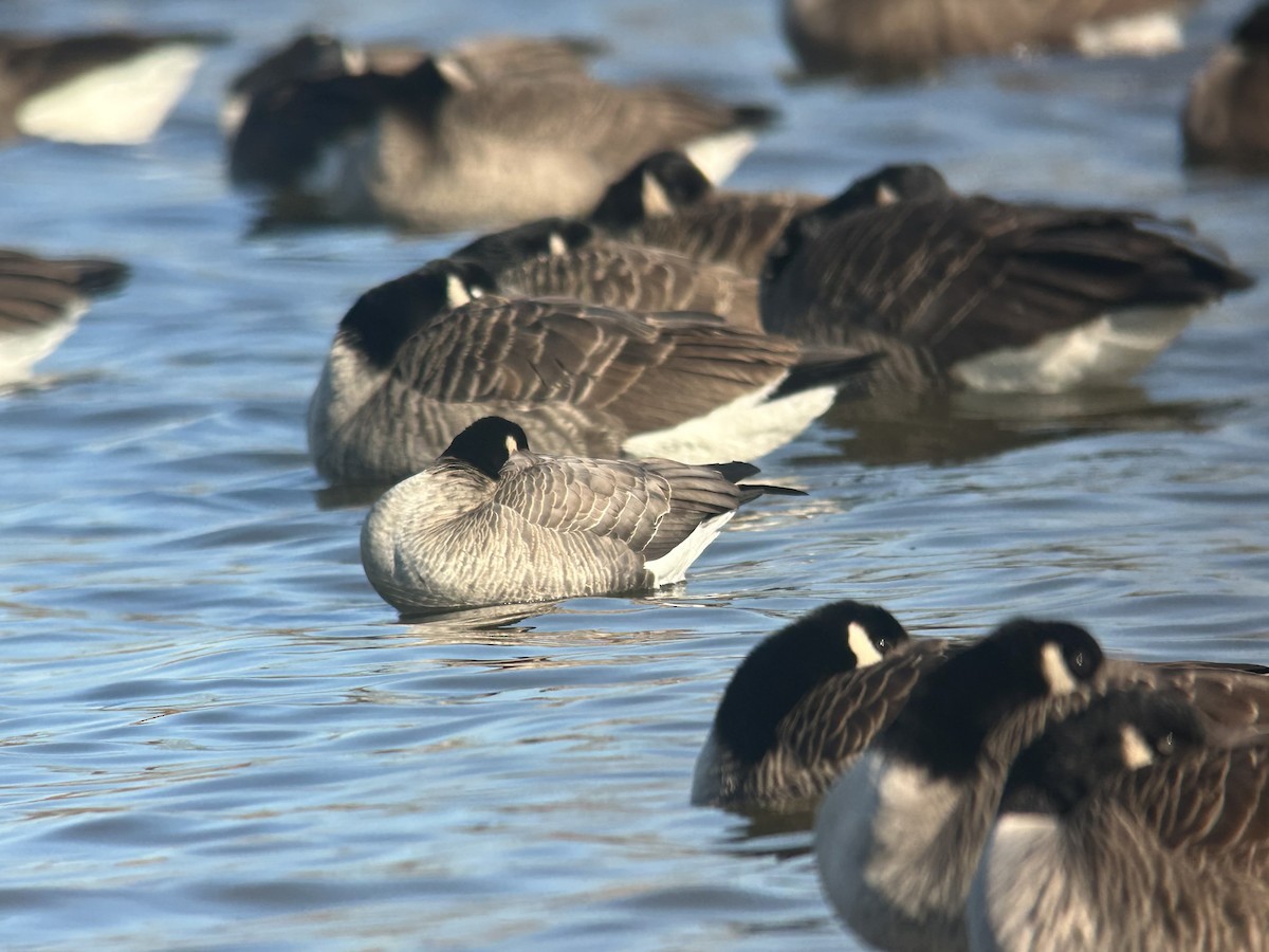 Cackling Goose (Richardson's) - ML646394648