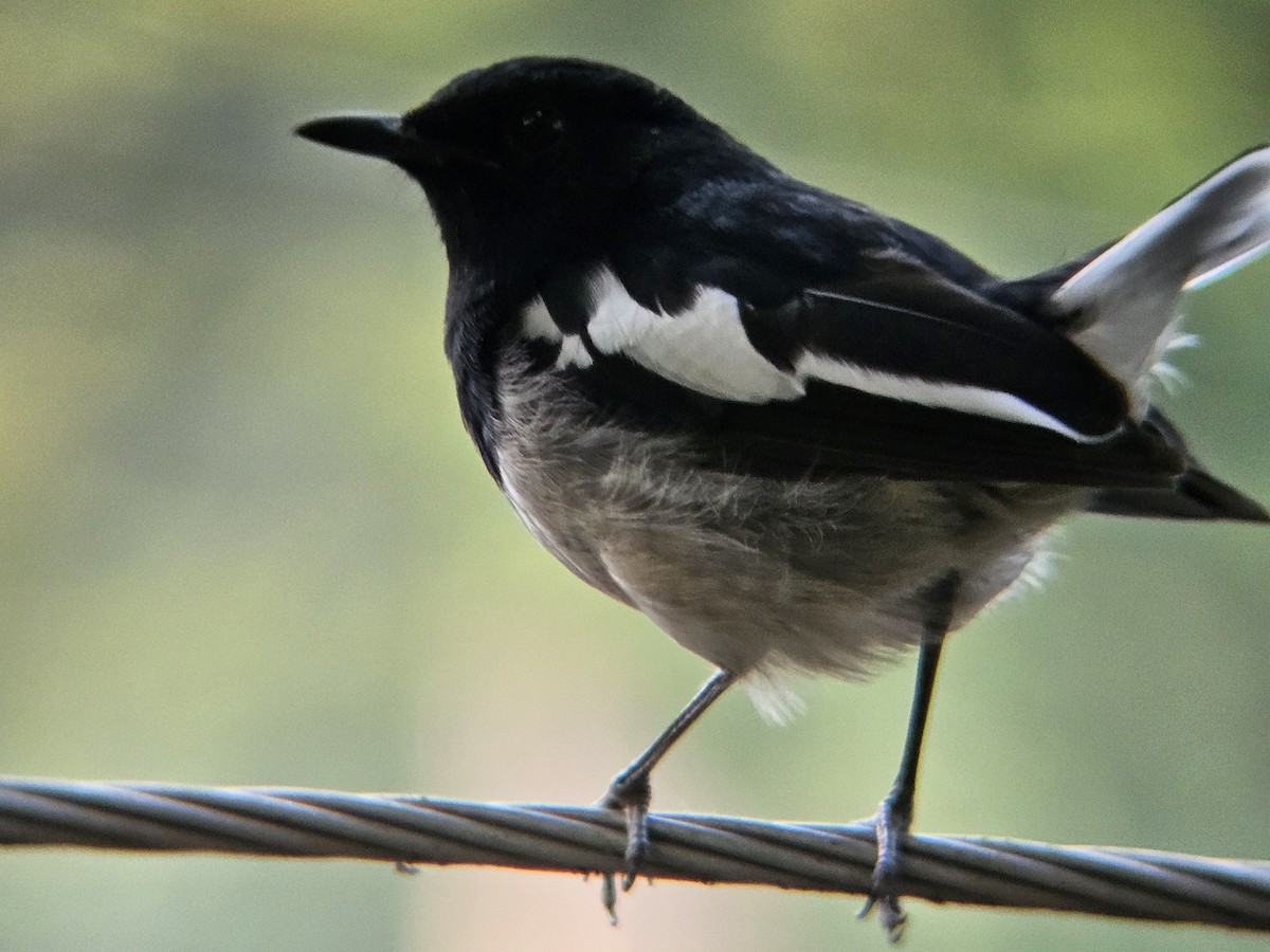 Oriental Magpie-Robin - ML646394649