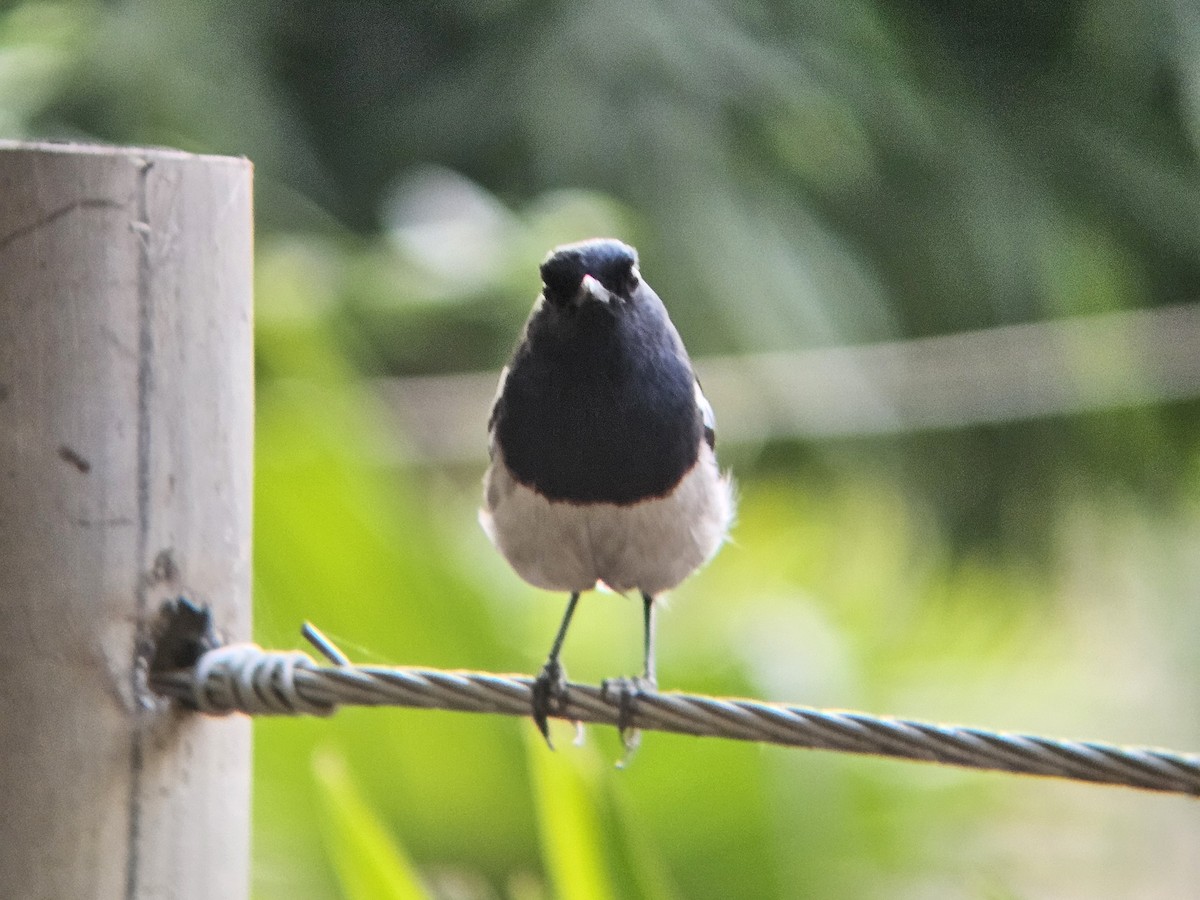 Oriental Magpie-Robin - ML646394650