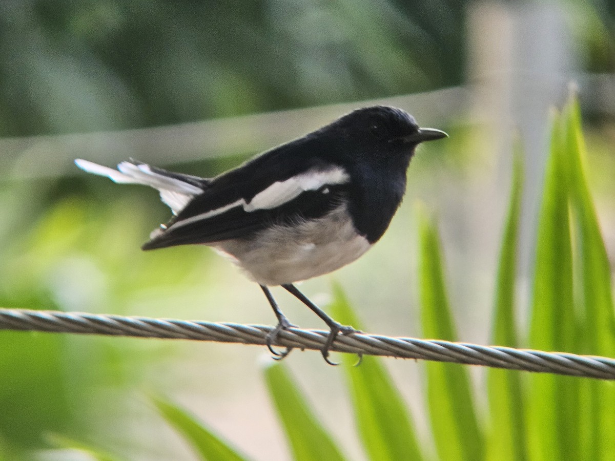 Oriental Magpie-Robin - ML646394651