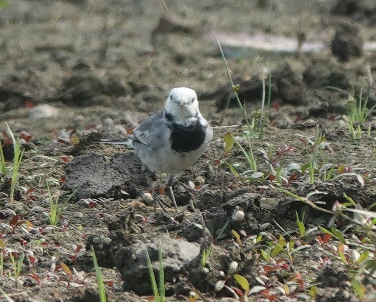 konipas bílý - ML646394652