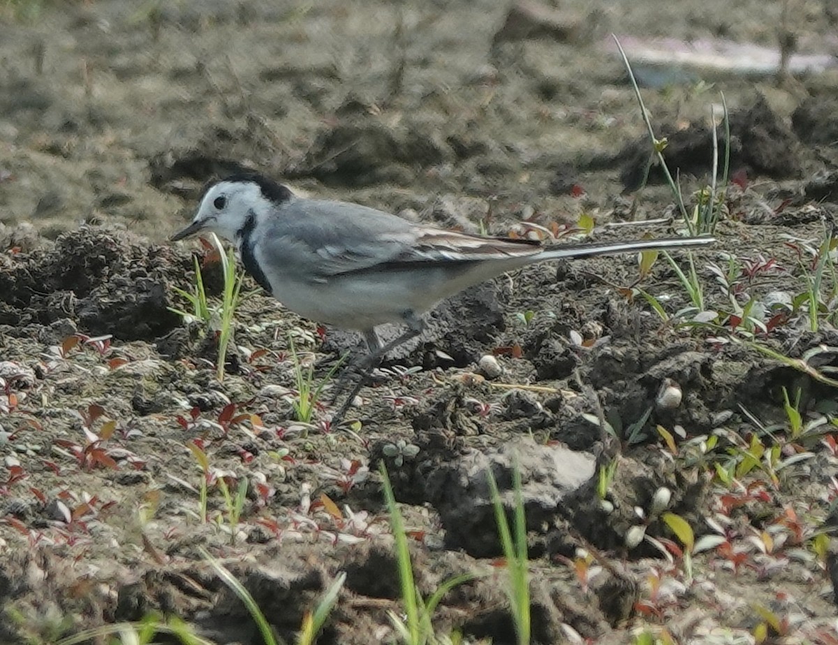 konipas bílý - ML646394653