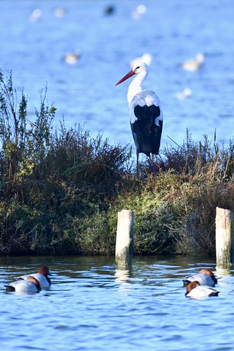 Common Pochard - ML646394654