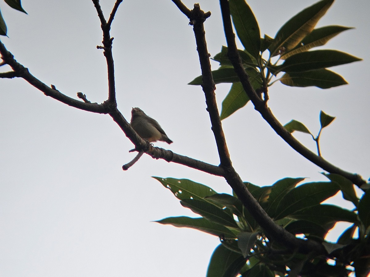 Pale-billed Flowerpecker - ML646394658