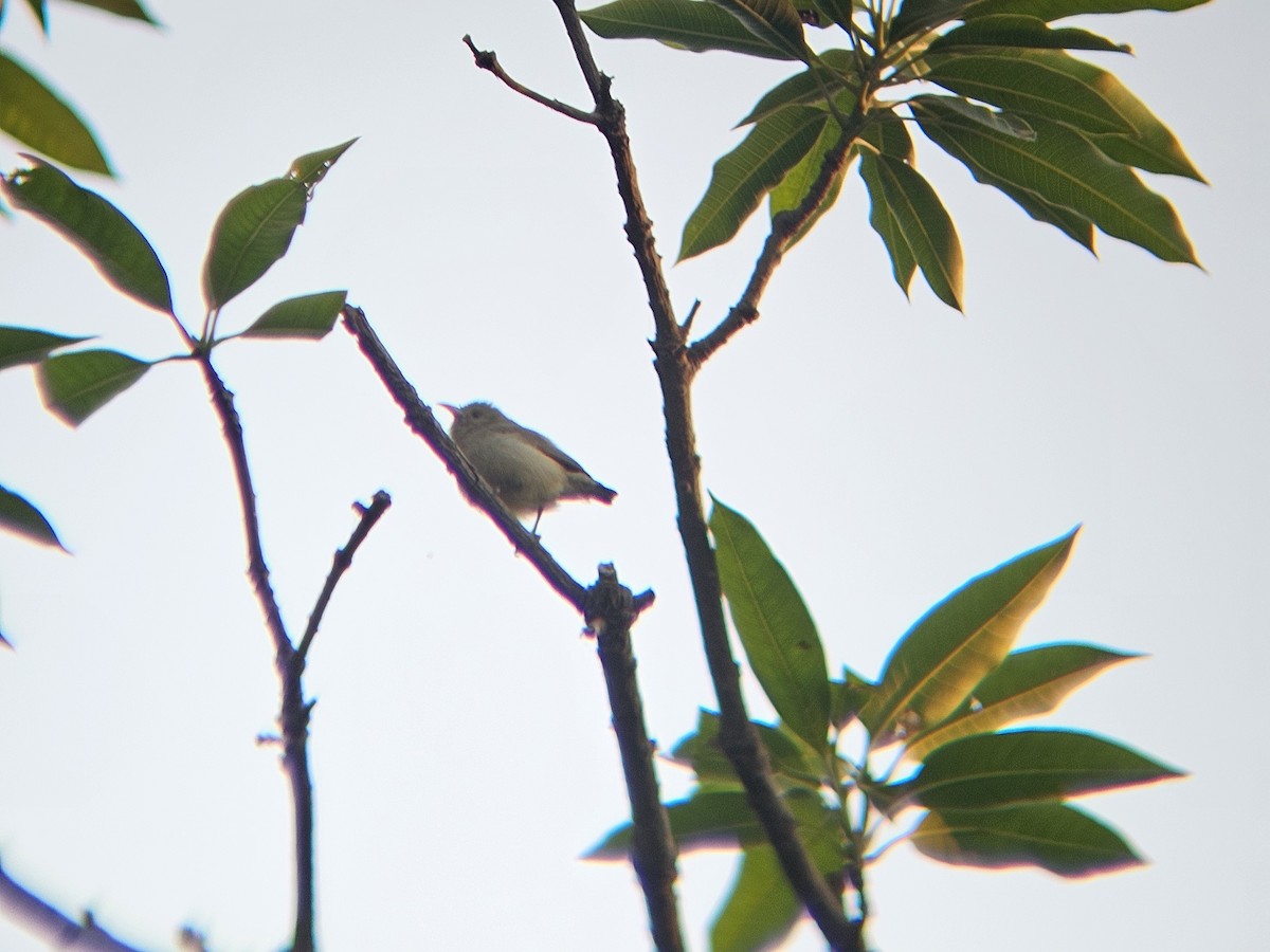 Pale-billed Flowerpecker - ML646394659