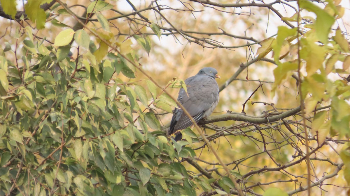 Common Wood-Pigeon - ML646394663