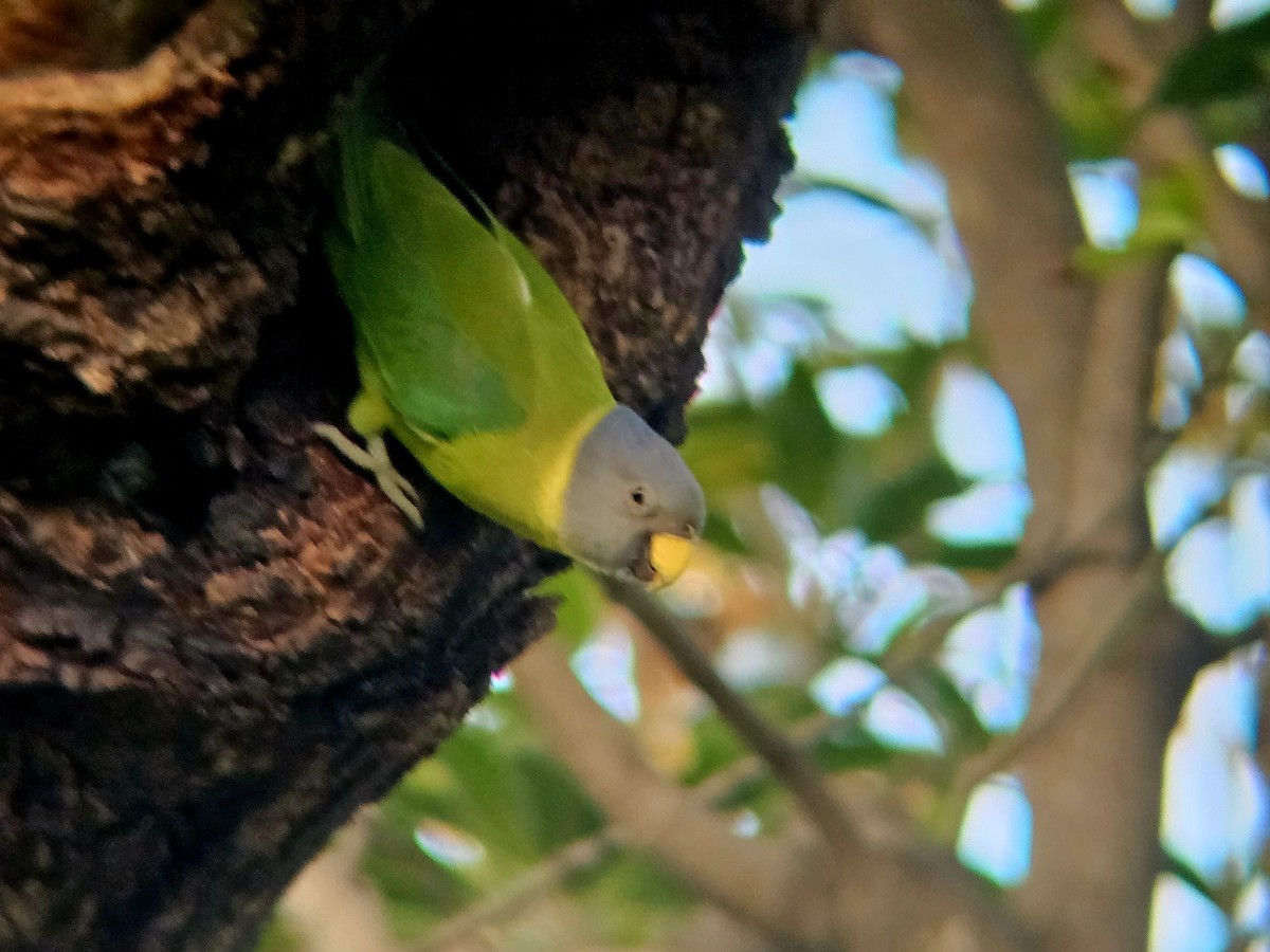 Plum-headed Parakeet - ML646394664