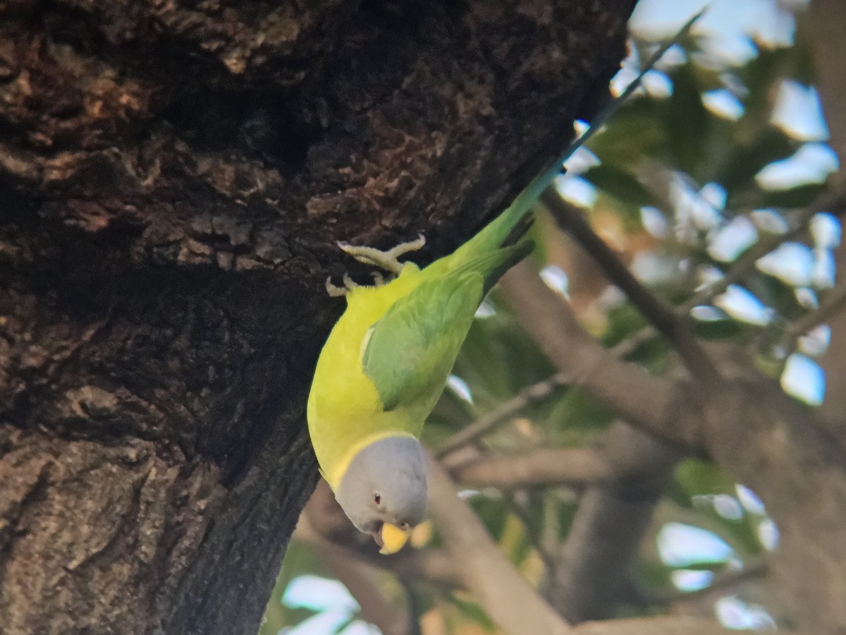 Plum-headed Parakeet - ML646394665