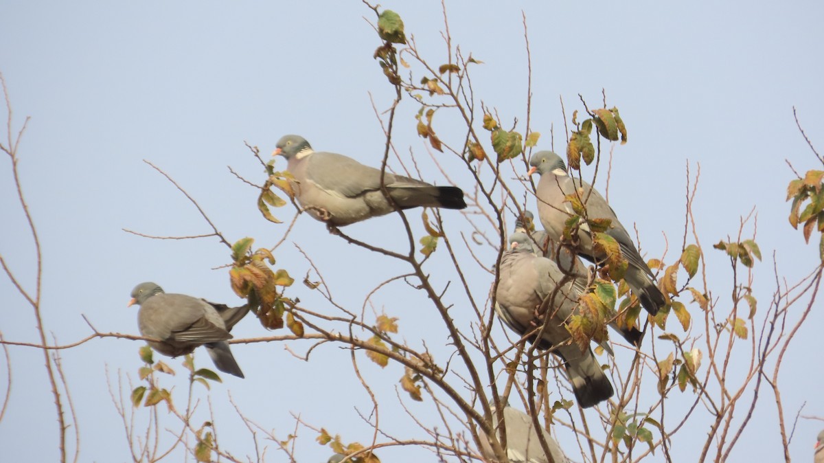 Common Wood-Pigeon - ML646394667