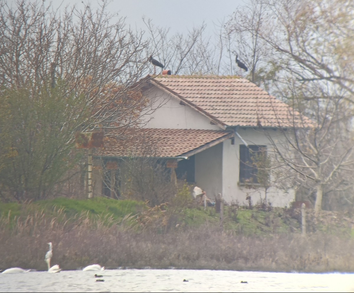 Black Stork - ML646394670