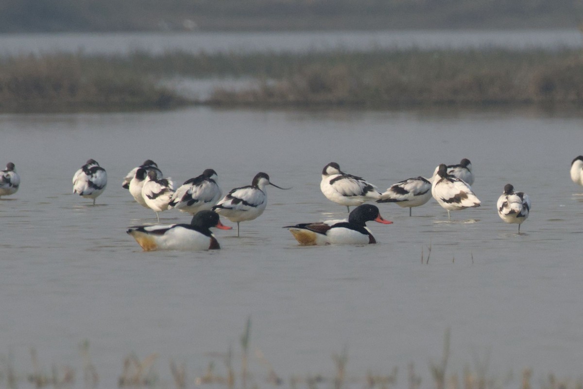 Пеганка - ML646394672