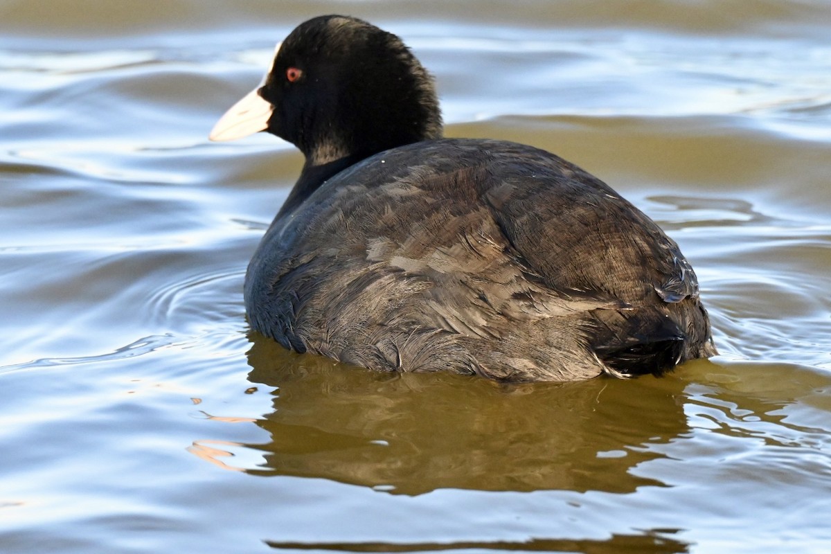 Eurasian Coot - ML646394679