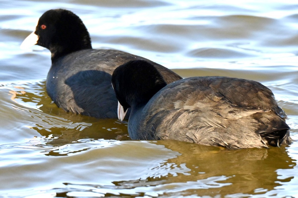 Eurasian Coot - ML646394680